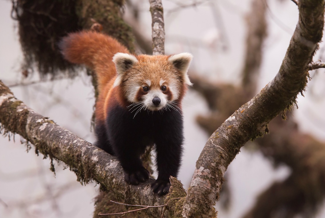 An image of a red panda in a tree